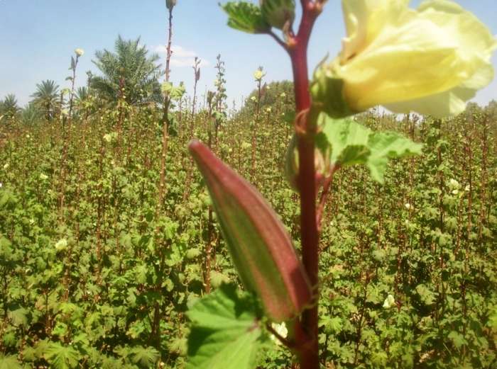 جديد أنفو ربورتاج ثكتيف وتثمين زراعة الملوخية الفيلالية بالسيفة إقليم الرشيدية