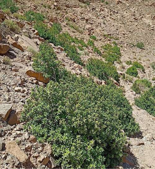 وادي انغرارام باسول اقليم تنغير : عودة الحياة وتحديات المستقبل