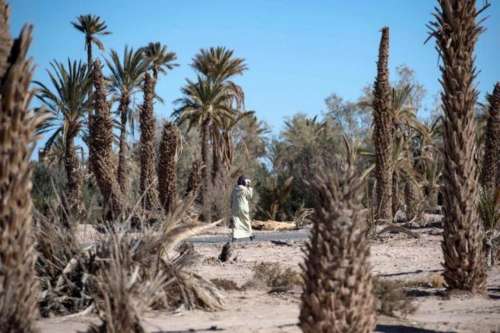 الواحات بإقليم زاگورة في ظل التغيرات المناخية