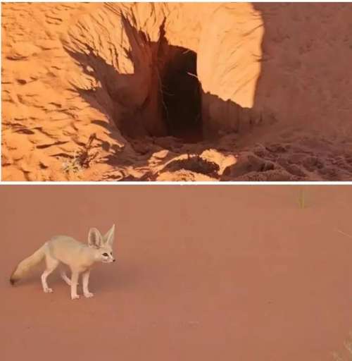 إلى حماة 'الفينك 'و الوحيش بمرزوگة  بقيادة الطاوس بإقليم الرشيدية