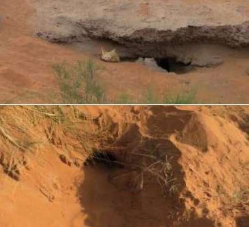 مرزوكة .بالفيديو فريق جديد انفو ومصورو الحياة البرية في زيارة لجحر ثعلب الصحراء المخرب  وسرقة أربعة من جرائه