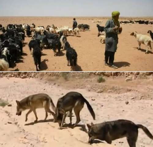 من  ' الجُرم' إلى 'الحماية' نموذج مقترح لدمج  رحّالة  الخيام في مشاريع الحماية البيئية بتافيلالت