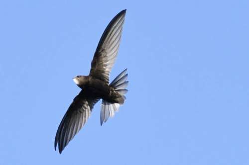 السماء موطنه.. طائر يحلق 10 أشهر بلا أي هبوط على الأرض