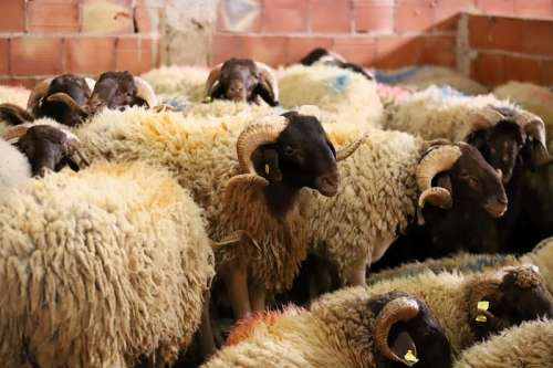 بالرشيدية ..بيع الاضاحي يوميا بالساحة الكائنة قرب المصلى  بحي  لحدب يوميا ابتداء من 14  ماي