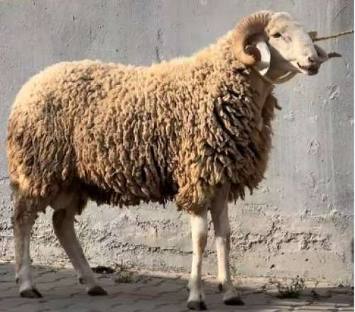 منع شراء الأضاحي داخل الأسواق بغرض إعادة بيعها حسب بلاغ  رئيس الحكومة عزيز أخنوش