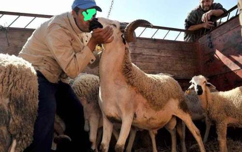 سلوكيات  الكسابة بالأسواق تستوجب  المعاقبة لأنهم تجردوا من إنسانية المغربي في المناسبات الدينية