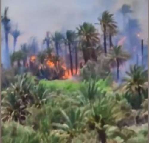 بالفيديو..حريق واحة أوفوس... ناقوس خطر يستدعي مسؤولية جماعية لحماية الموروث الواحي